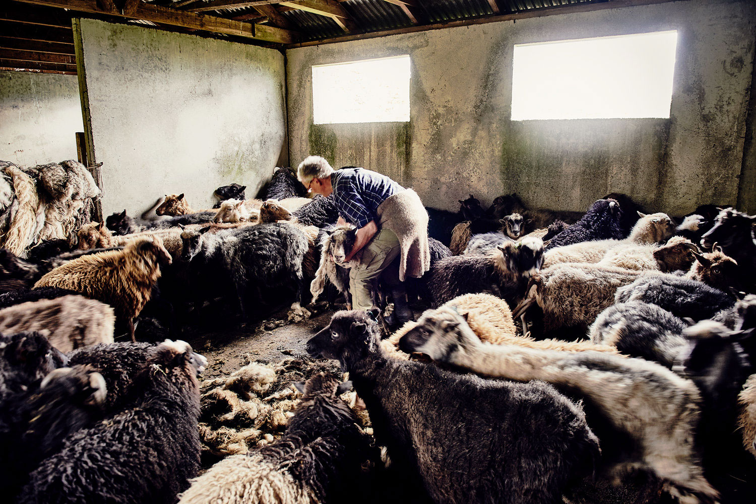 Gabriel-Nivera-Sheepherding-Photography-4